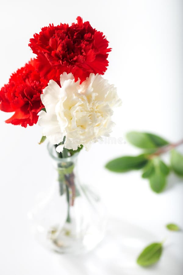 582 Red White Carnations Vase Stock Photos Free & RoyaltyFree Stock