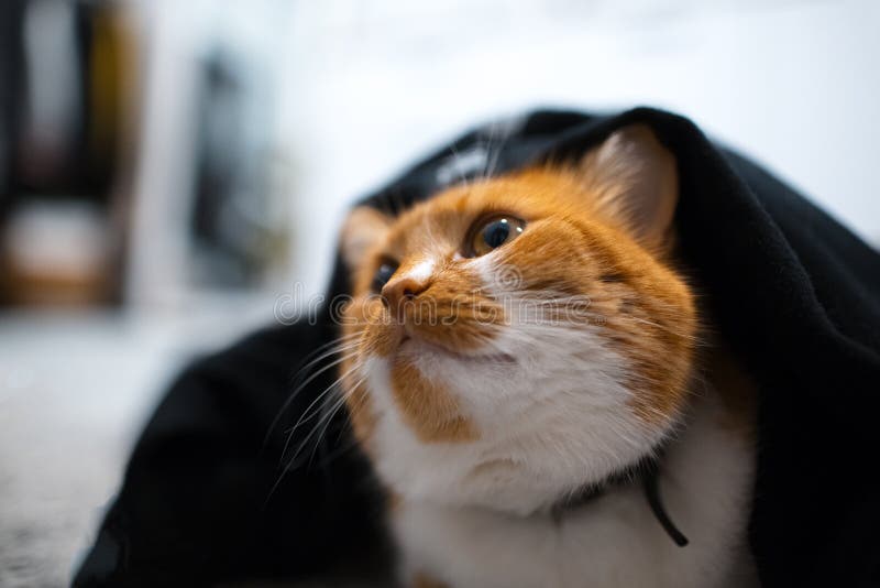 Red White Cat Hiding Under Black Blanket. Stock Photo Image of happy, love 138943802