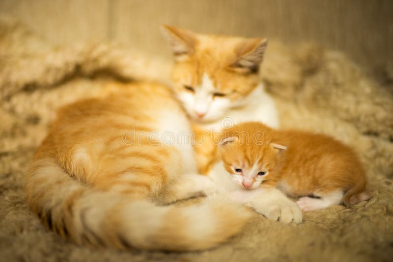 Redwhite Cat and Newborn Kitten Lie on the Bed Stock Image Image of