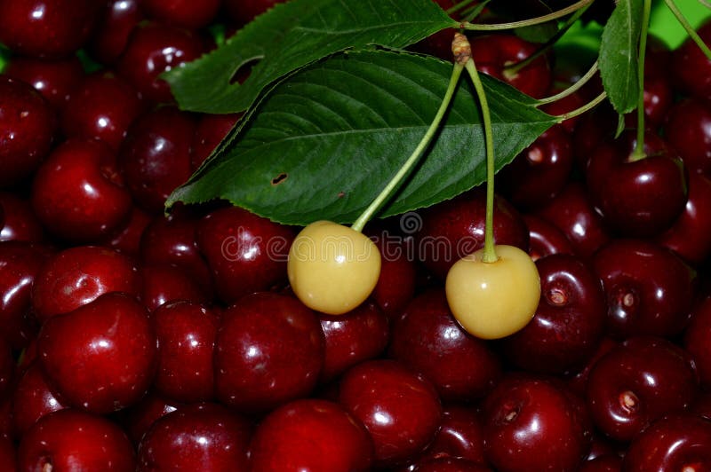 Red and white cherries stock image. Image of plant, nature 119892797