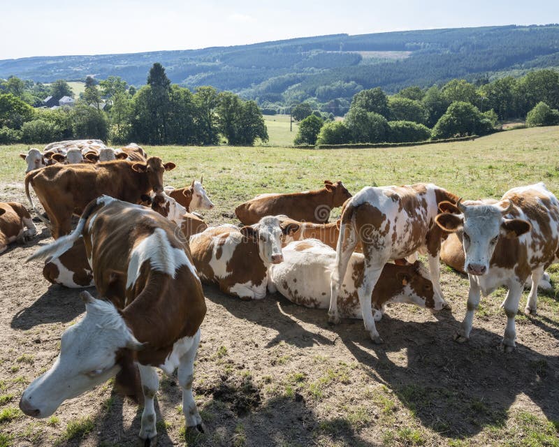 Brown and white spotted cows in evening meadow near stavelot and Spa in the belgian ardennes. Brown and white spotted cows in evening meadow near stavelot and Spa in the belgian ardennes