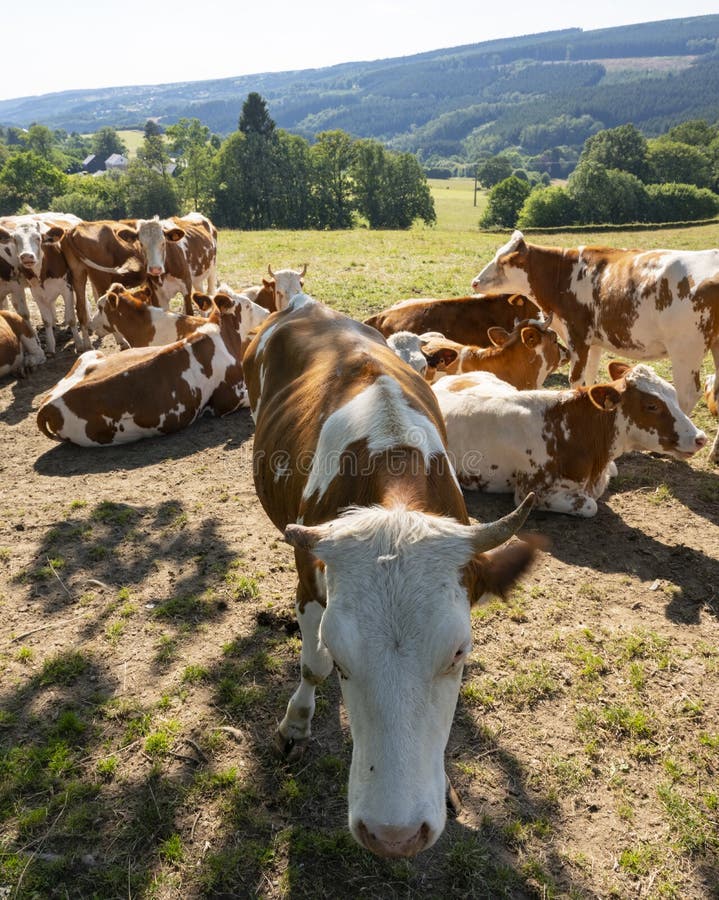 Brown and white spotted cows in evening meadow near stavelot and Spa in the belgian ardennes. Brown and white spotted cows in evening meadow near stavelot and Spa in the belgian ardennes