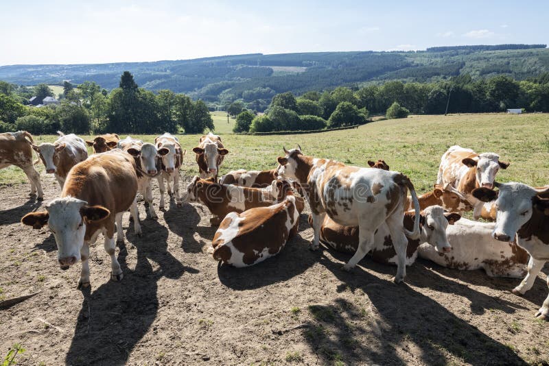 Brown and white spotted cows in evening meadow near stavelot and Spa in the belgian ardennes. Brown and white spotted cows in evening meadow near stavelot and Spa in the belgian ardennes
