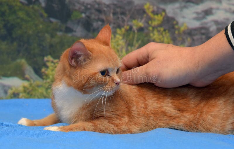 Red with White Cute Young Cat Affectionate Stroking Stock Image Image of love, male 214404091