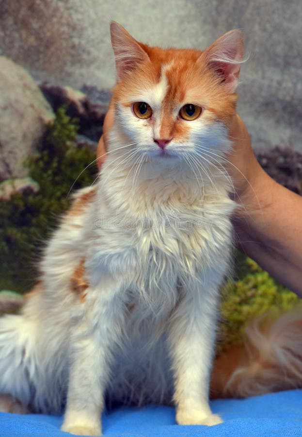 Red with White Cute Young Cat Affectionate Stroking Stock Image Image of furry, eyes 214403957