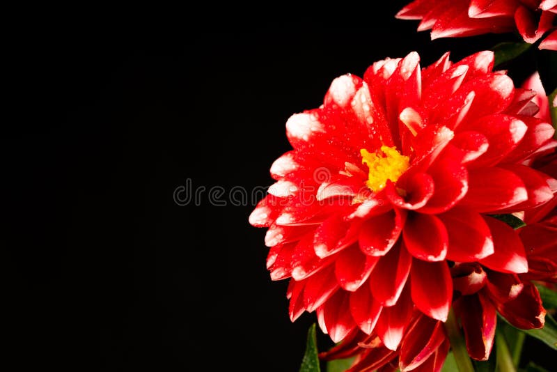 Red white dahlia flowers stock image. Image of beauty 144770021