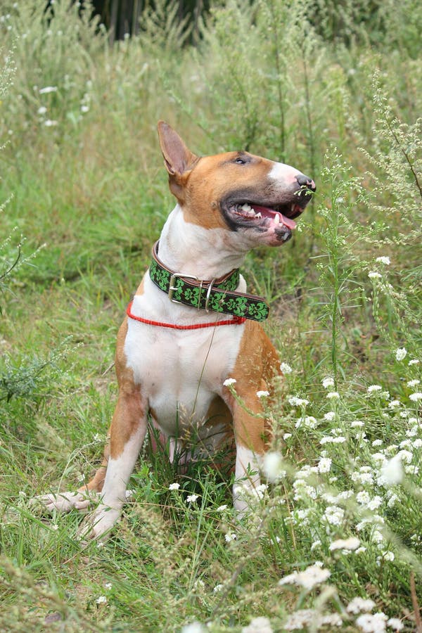 Red and White English Bull Terrier Walking at the Field Stock Photo