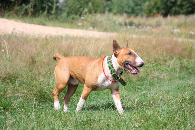 Red and White English Bull Terrier Walking at the Field Stock Photo