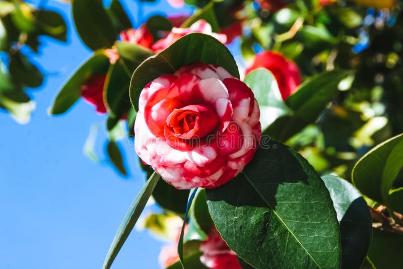 Red and white floribunda on a tree