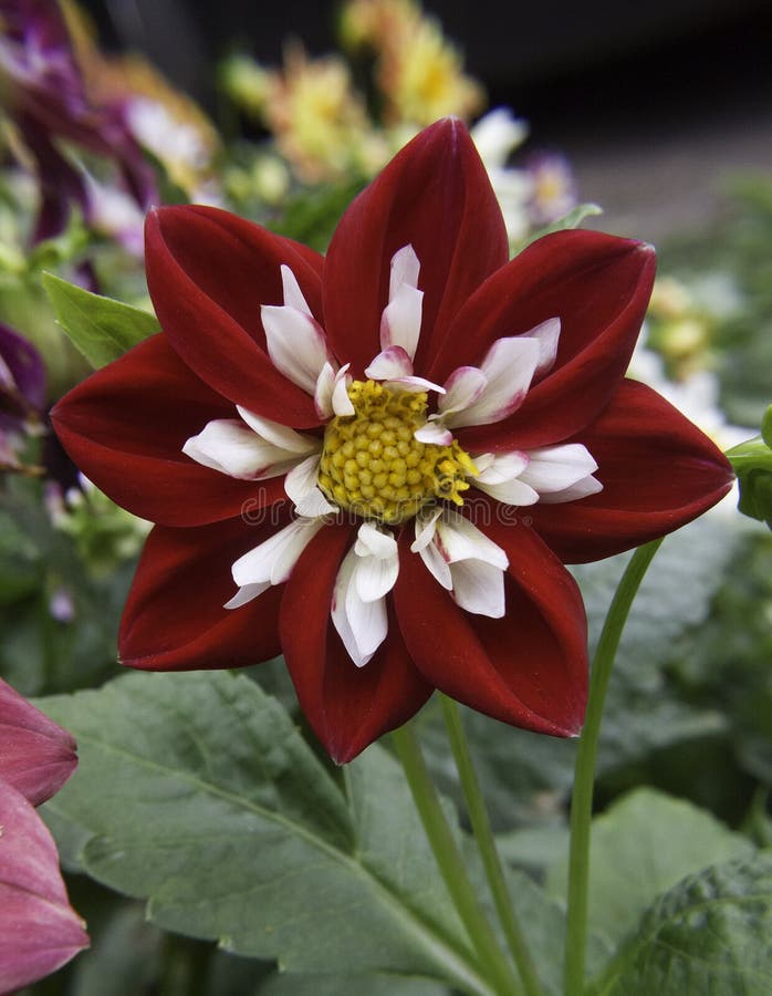 Red and White Flower stock photo. Image of flora, contrast 44015972