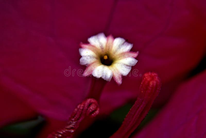 420 Flower Ten Petals Stock Photos Free & RoyaltyFree Stock Photos