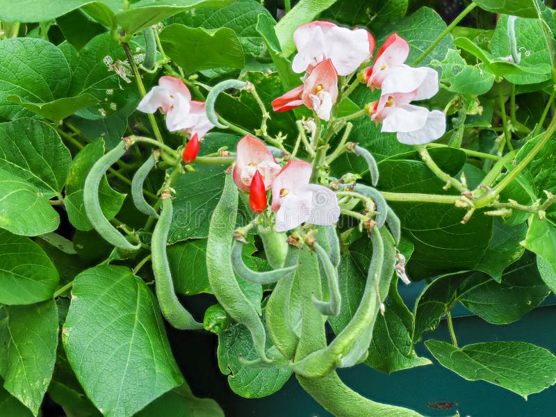 Flowers and Developing Beans on a Hestia Dwarf Bean Plant Stock Image