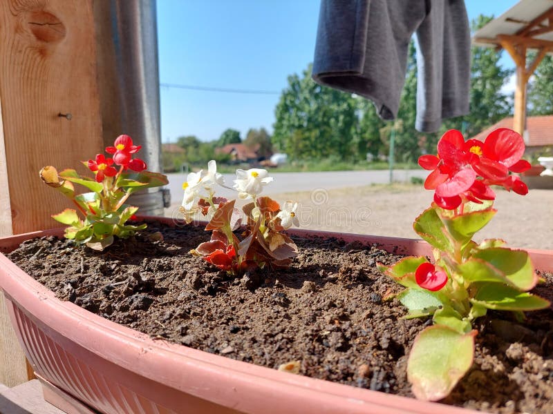 Red, White and Red Flowers in a Pot Stock Photo Image of tree, houseplant 258068610