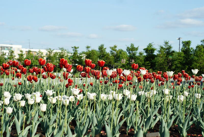 Red and White Flowers Tulips Stock Photo Image of pretty, flower