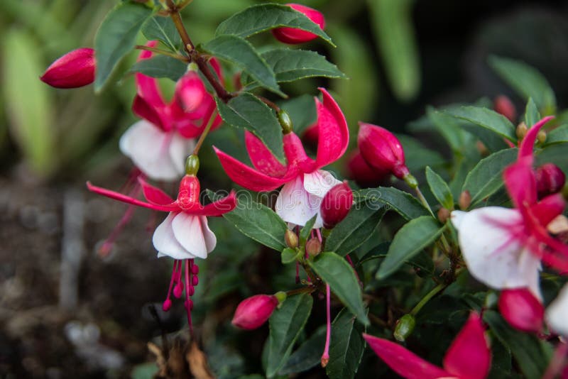 Red white fuchsia flowers stock image. Image of garden 192974885