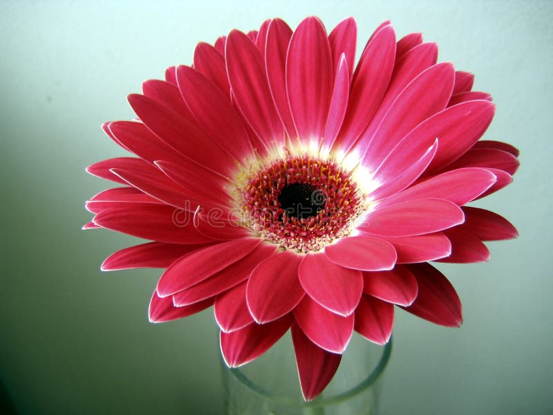 Red-White Gerbera Flower Close up on Green Background