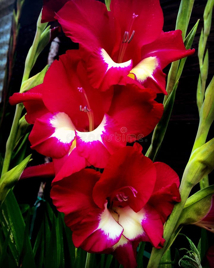 Red and white gladiolus stock photo. Image of copy, vibrant 6116716