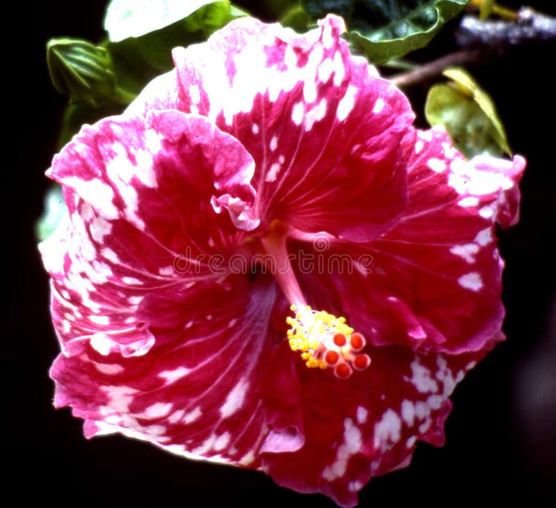 Red Hibiscus Picture. Image 86691805