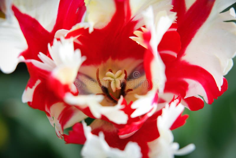 Red And White Parrot Tulip stock photo