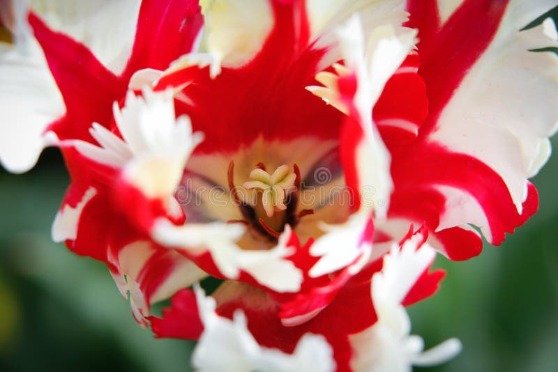 Red And White Parrot Tulip