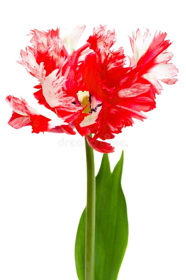 Red and white parrot tulip royalty free stock photography