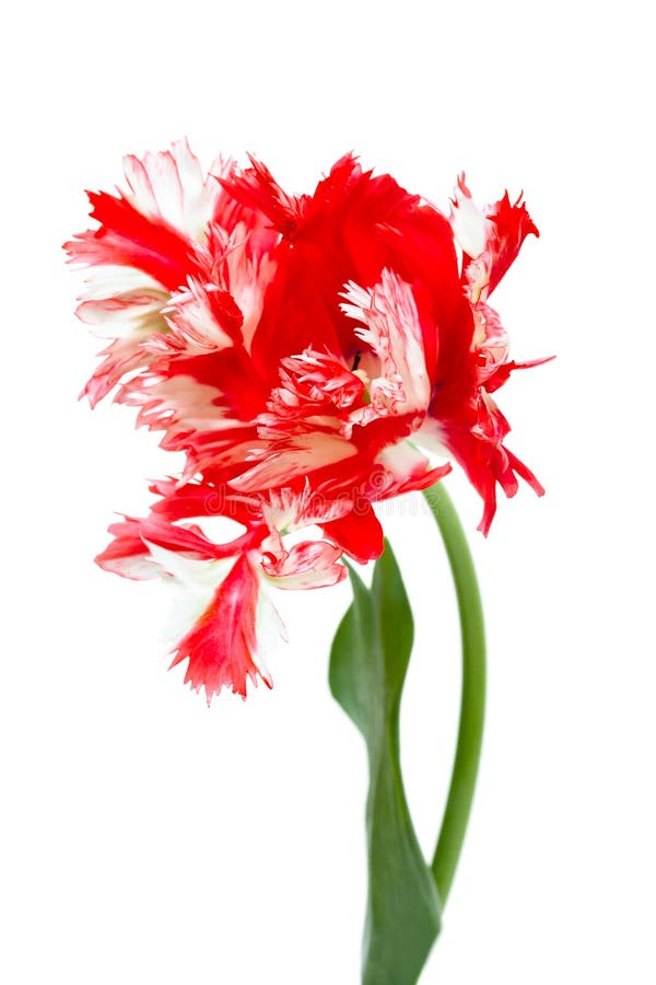 Red and white parrot tulip stock photo