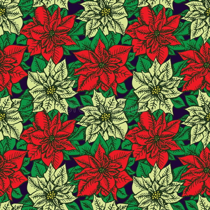 Red and white poinsettia on dark blue background stock illustration Red and white poinsettia on dark blue background stock illustration