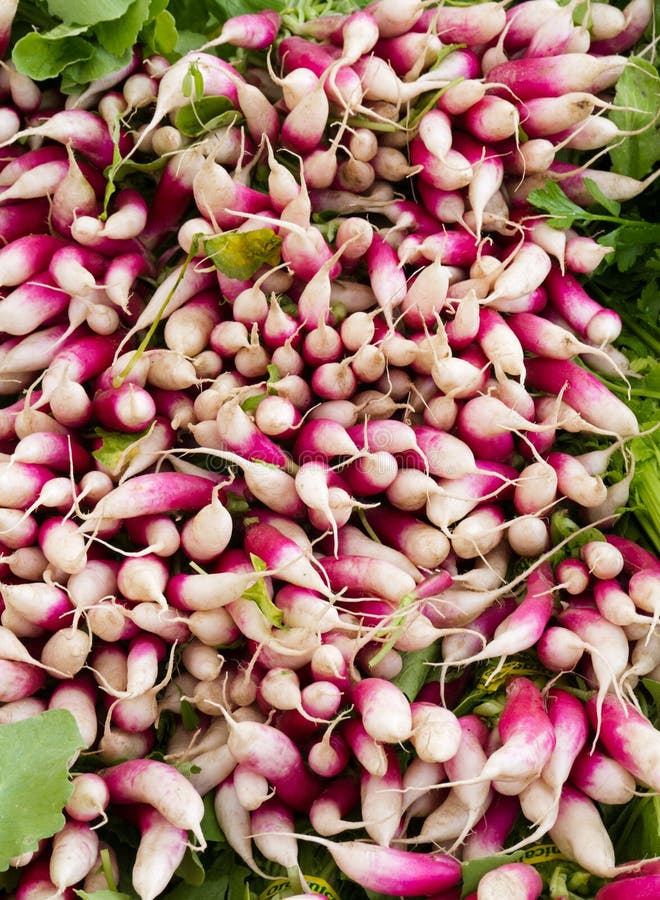 Red and White radishes stock image. Image of vegetable 20633447