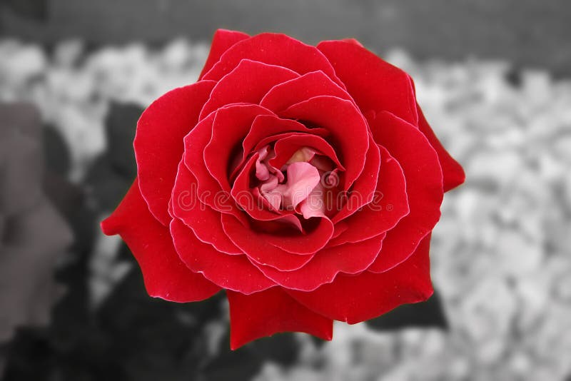 Red & white rose stock photo. Image of rose, passion 151062