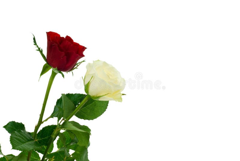 Red and white rose stock photo. Image of harmony, love 3874956