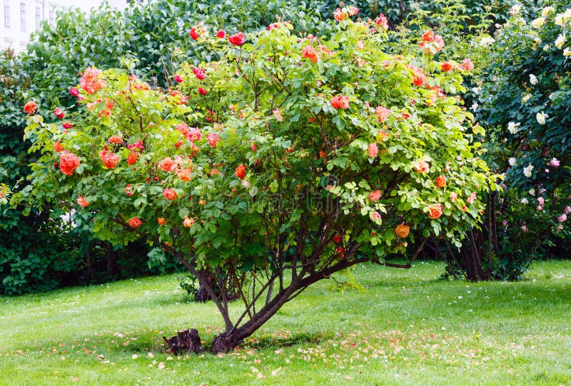 Red and white rose bushes stock image. Image of tree 27904567