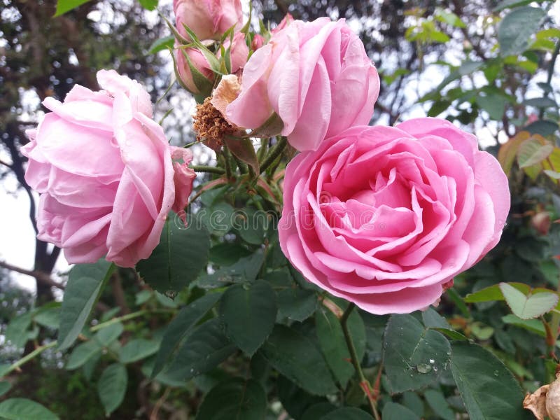 Red and white rose flower