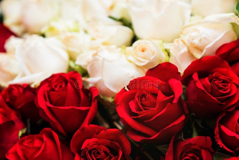 Red and white rose flowers stock photo. Image of petal 97044196