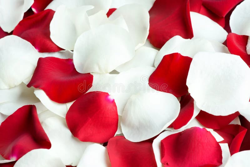 Red and white rose petals stock photo. Image of celebration 30802180