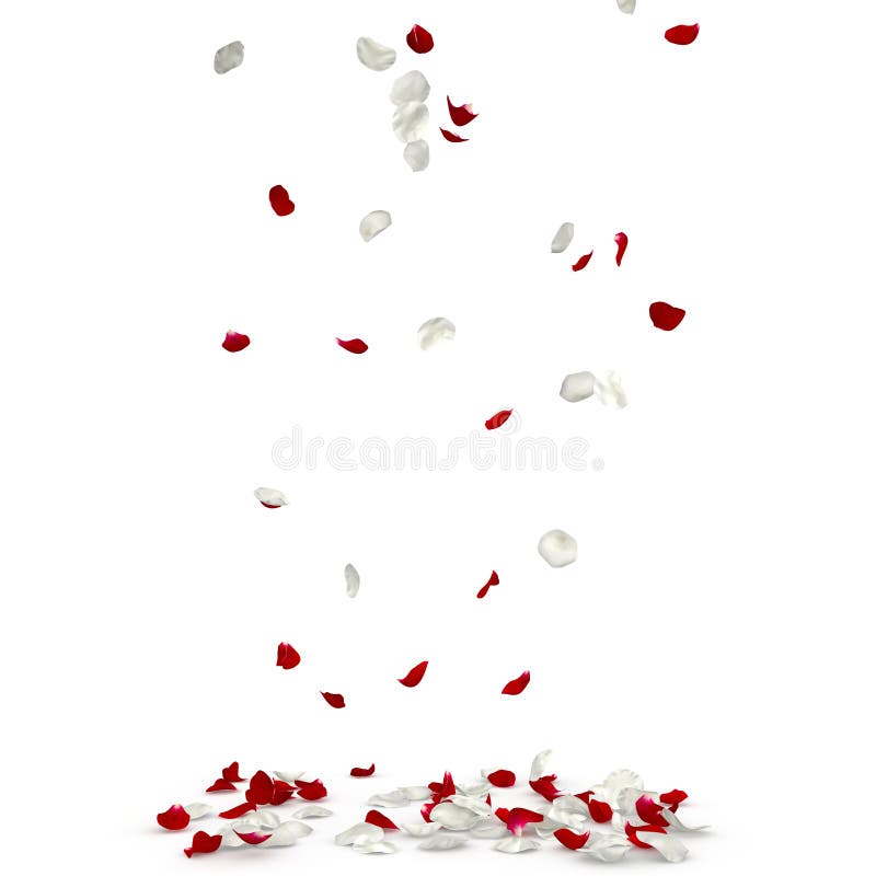 Red And White Rose Petals Fall To The Floor Stock Illustration