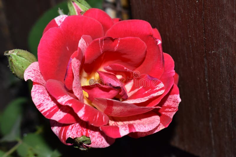 Red-white rose stock image. Image of colorfulpetals, leaf - 97013159