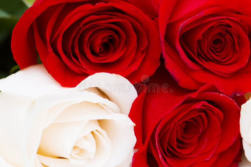 Pink and Red Roses stock image. Image of plant, romantic 1333379