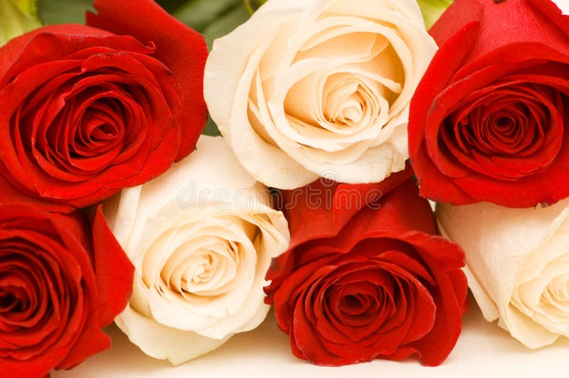 White and red roses stock image. Image of close, note 6003807