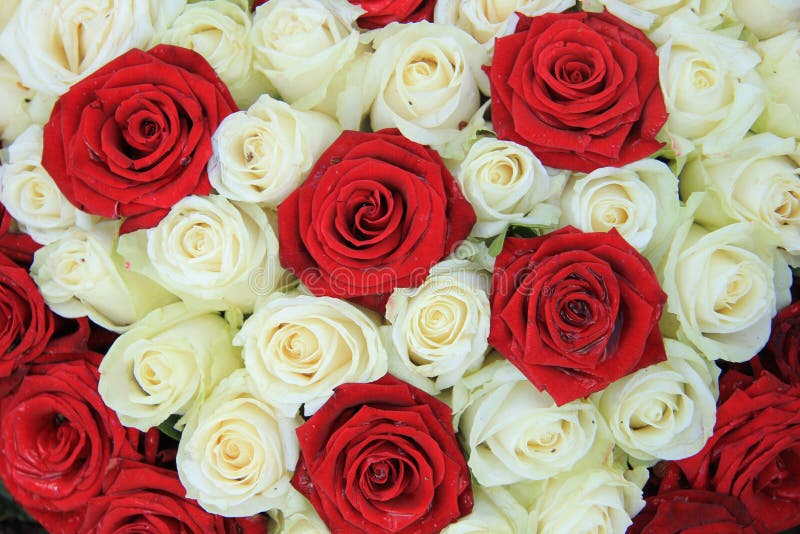 152,970 Red White Roses Stock Photos - Free & Royalty-Free Stock Photos  From Dreamstime