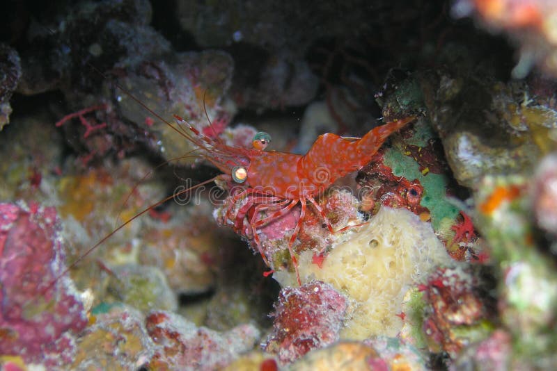 Red white spotted shrimp stock image. Image of diver, escape 6481219