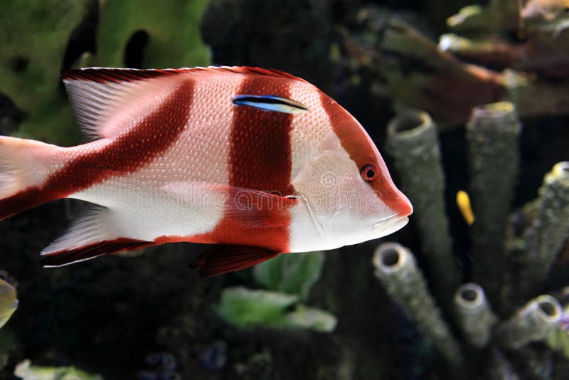 Red and White Tropical Striped Fish Stock Image Image of light, human