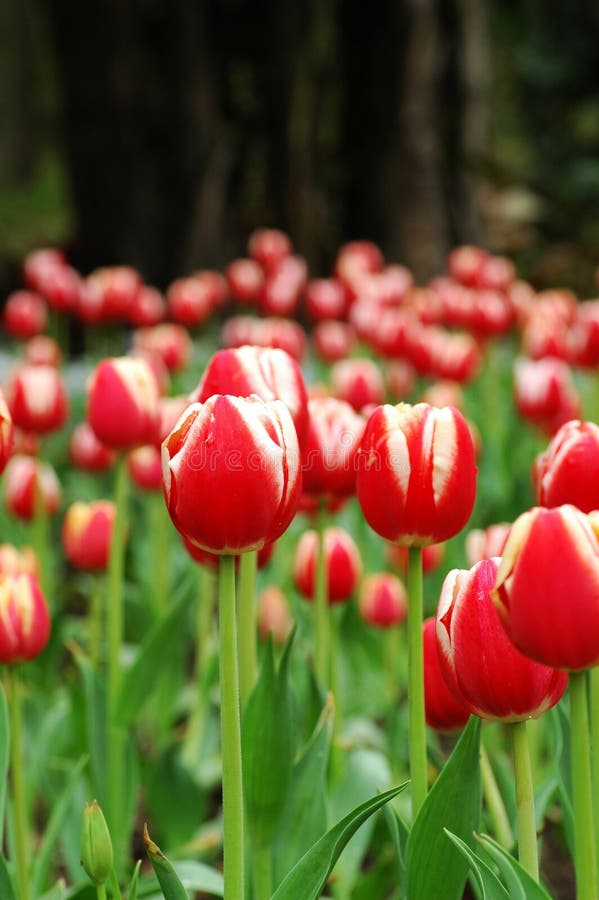 Red&White tulip-3