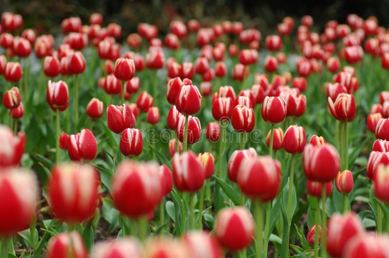 Red&White tulip-5