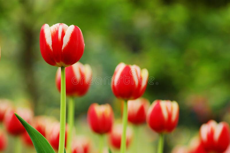 Red&White tulip-6