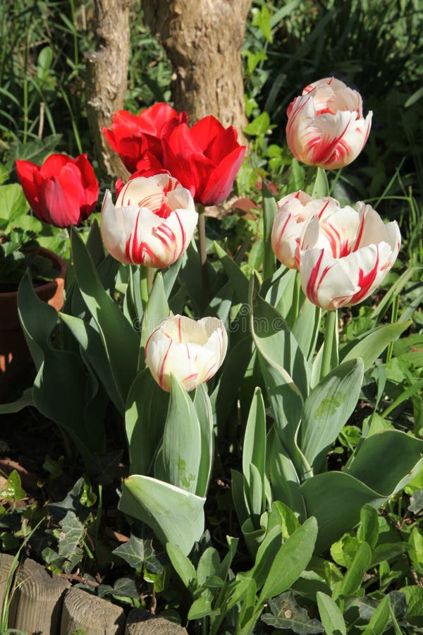 Red and White Tulip in a Flowerbed Stock Photo Image of close, green