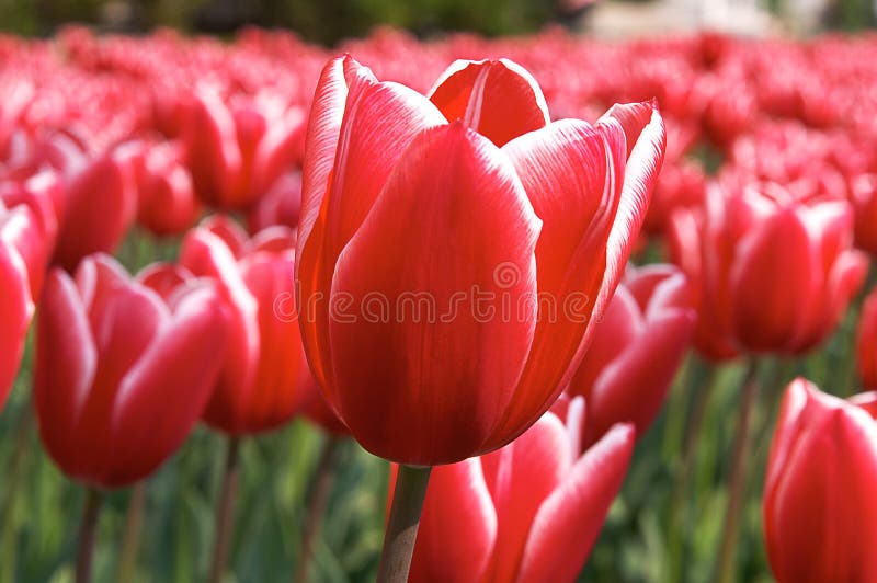 Red and white tulip isolated