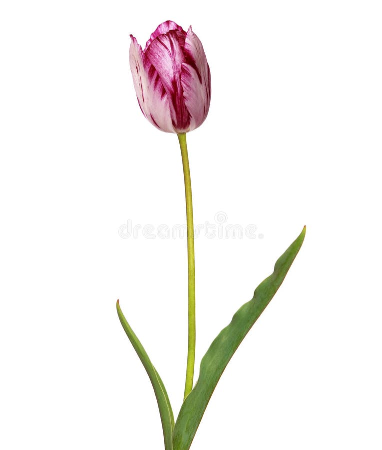 Red and White Tulip Isolated on White Stock Image Image of whiten