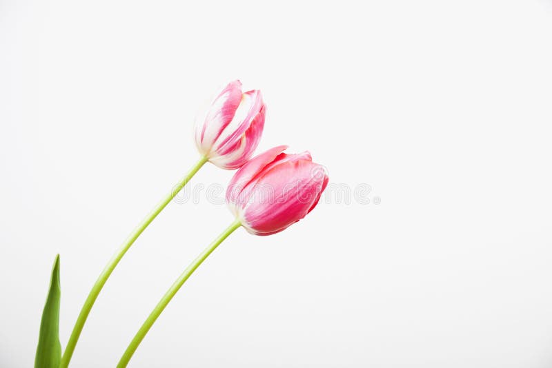 Red and white tulips against white background