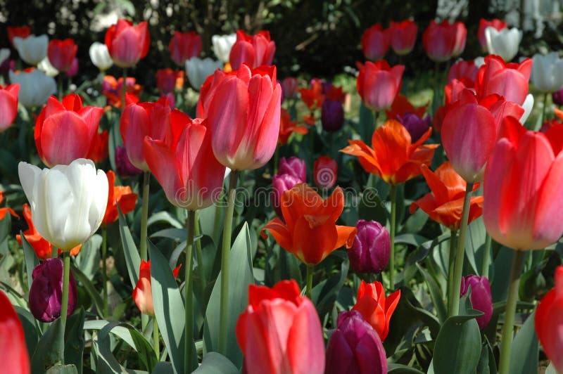 Red and white Tulips stock image. Image of nature, live 83033211