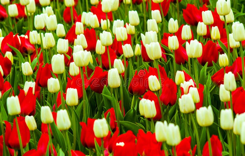 red and white tulips. tulips flowers.